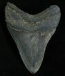 Inch Megalodon Tooth - North Carolina #4993-2